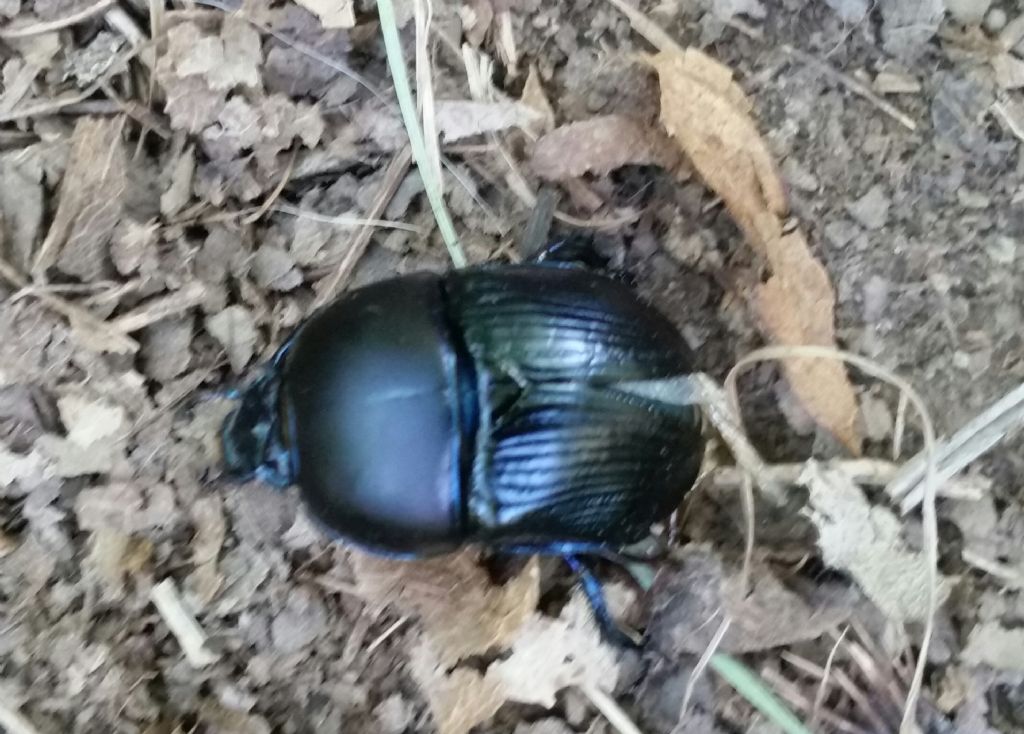 Geotrupes sp., Geotrupidae